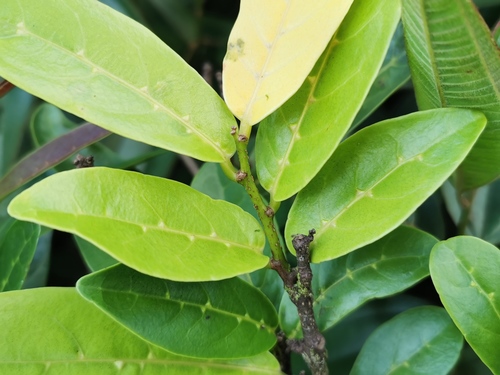 Antidesma madagascariense