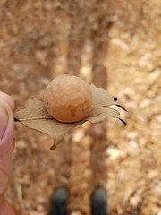 Atrusca quercuscentricola