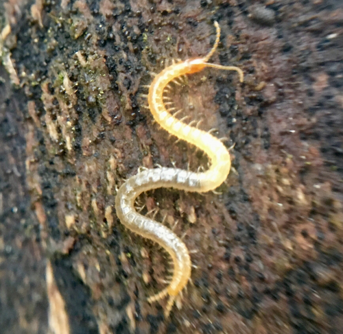 Schendyla nemorensis