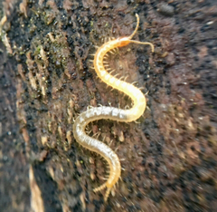 Schendyla nemorensis