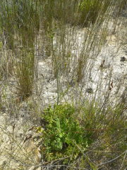 Lichtensteinia