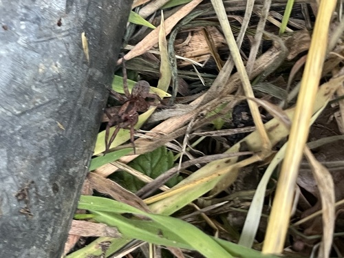 Ground wolf spider