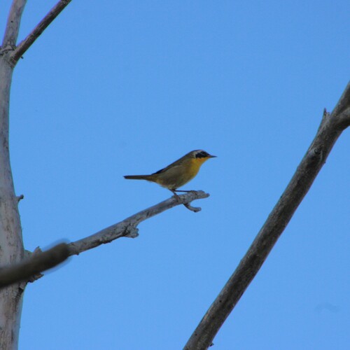 iNaturalist observation photo of Common Yellowthroat