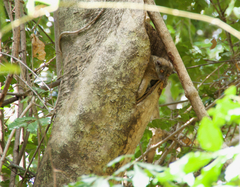 Lepilemur ankaranensis