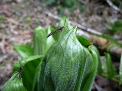 Cramptonomyia spenceri