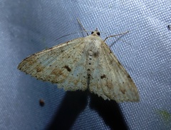 Luxiaria subrasata