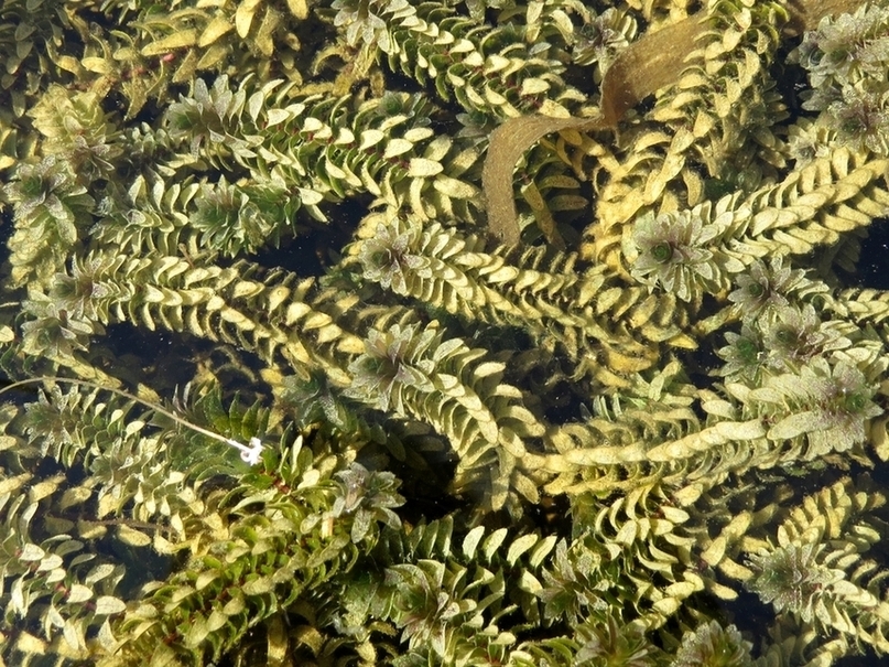 Elodea