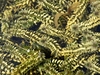 Waterweeds - Photo (c) eugenezakharov, some rights reserved (CC BY-NC), uploaded by eugenezakharov