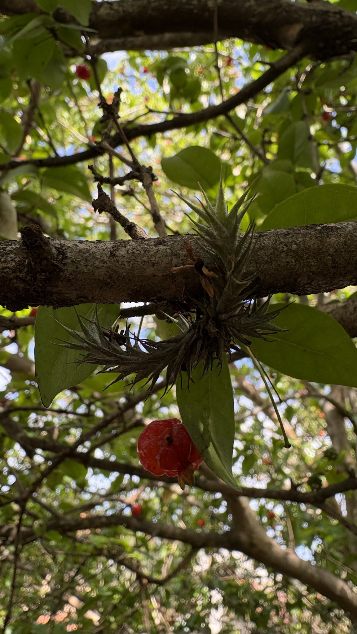 Eugenia uniflora