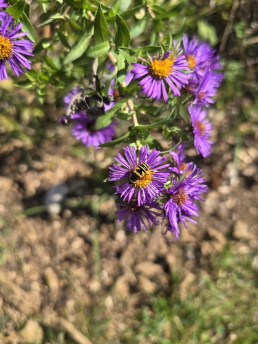 Unknown species found near Goosetown-Campus, La Crosse, WI 54601, USA