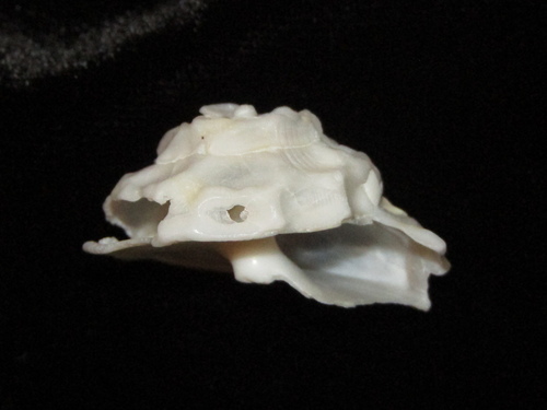 Xenophora neozelanica, 2019-10-13