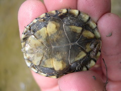 Kinosternon sonoriense