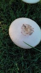 Chlorophyllum molybdites