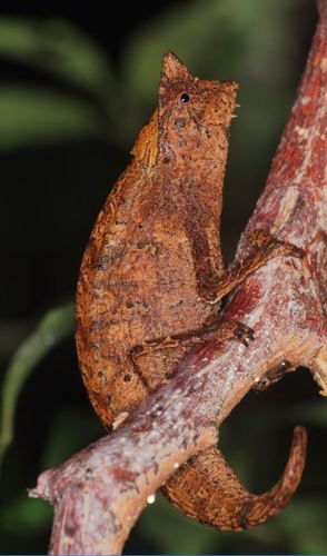Brown Leaf Chameleon