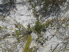 Ruschia diversifolia