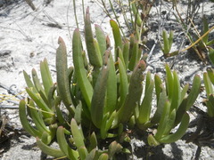 Ruschia diversifolia
