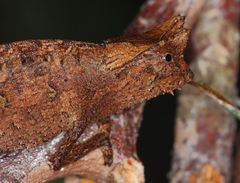 Brookesia superciliaris