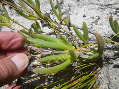 Ruschia diversifolia