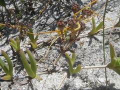 Ruschia diversifolia
