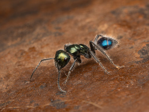 Calomyrmex splendidusCalomyrmex splendidus
