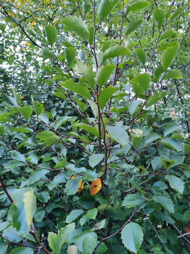Pear-Fruited Cockspurthorn (Crataegus coccinea)