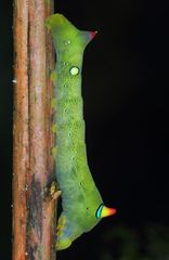 Rhagastis lambertoni