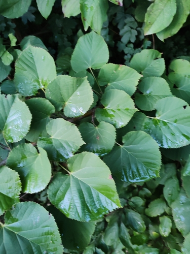 Silver Lime (Tilia tomentosa)
