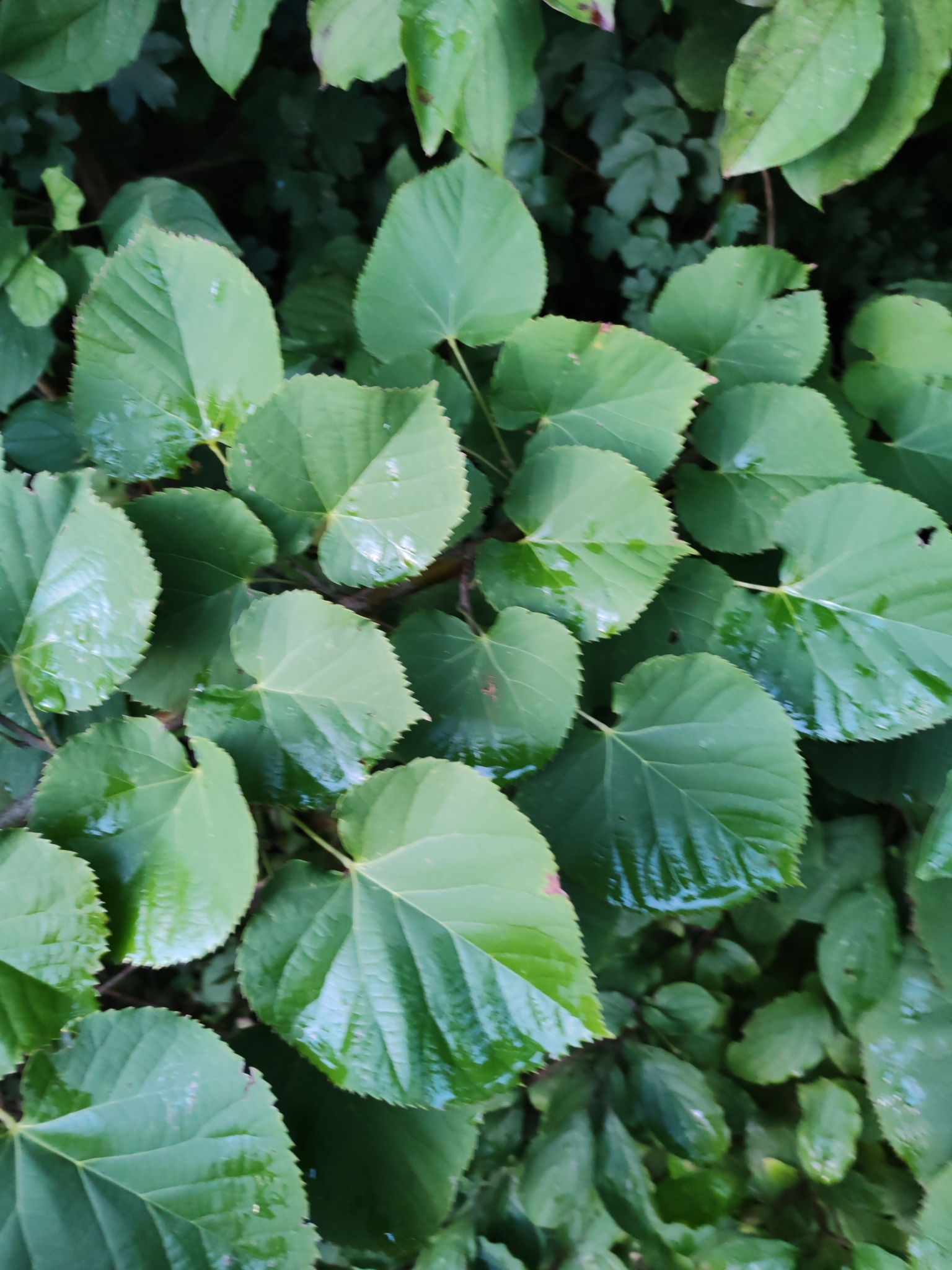 Silver Lime (Tilia tomentosa)
