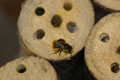Osmia azteca