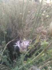 Monardella robisonii