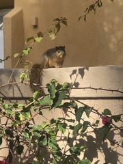 Sciurus niger