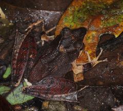 Gephyromantis plicifer