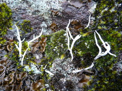 Thamnolia vermicularis vermicularis