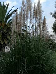 Cortaderia nitida
