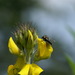 Megachile simplicipes - Photo (c) hugofierros, algunos derechos reservados (CC BY-NC), subido por hugofierros