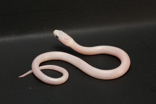 Ring-necked Snake photographed in Arkansas