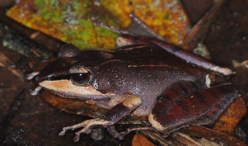 Sculpted Madagascar Frog