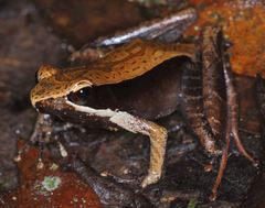 Mantidactylus charlotteae