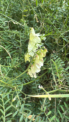 pale yellow-white vetch (Vicia ochroleuca)