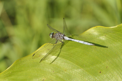 Orthetrum julia