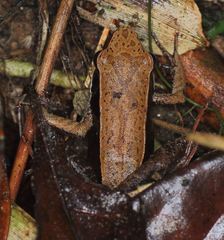 Mantidactylus charlotteae