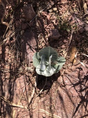 Asclepias nummularia