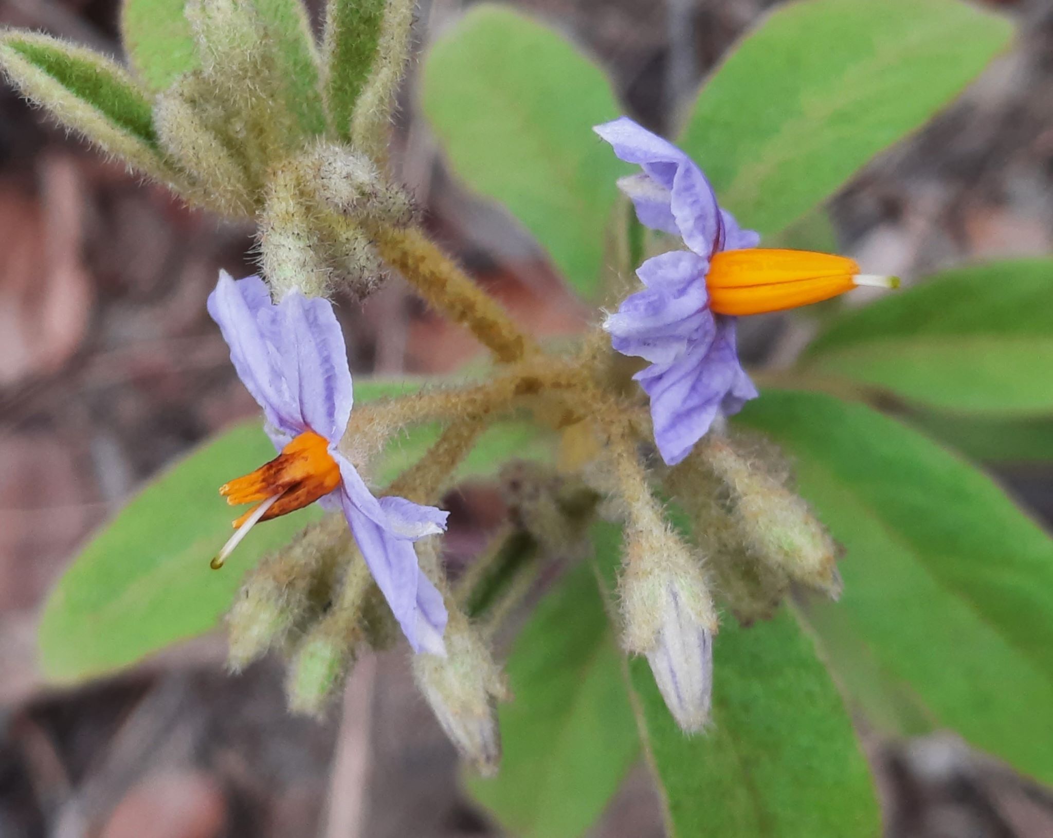Imagem de Solanum subumbellatum