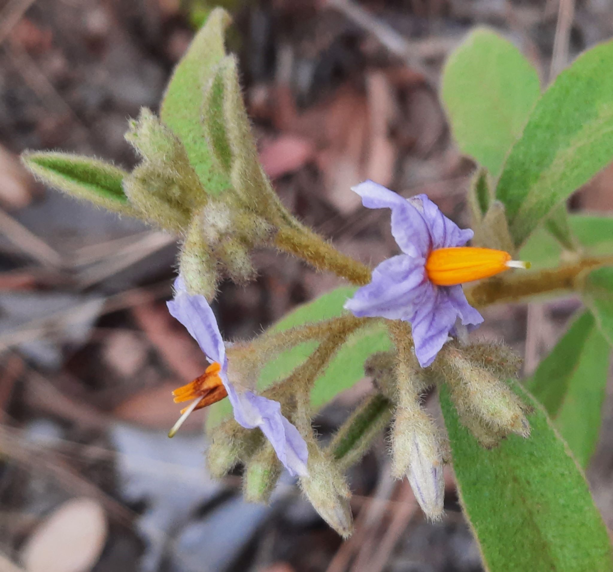 Imagem de Solanum subumbellatum