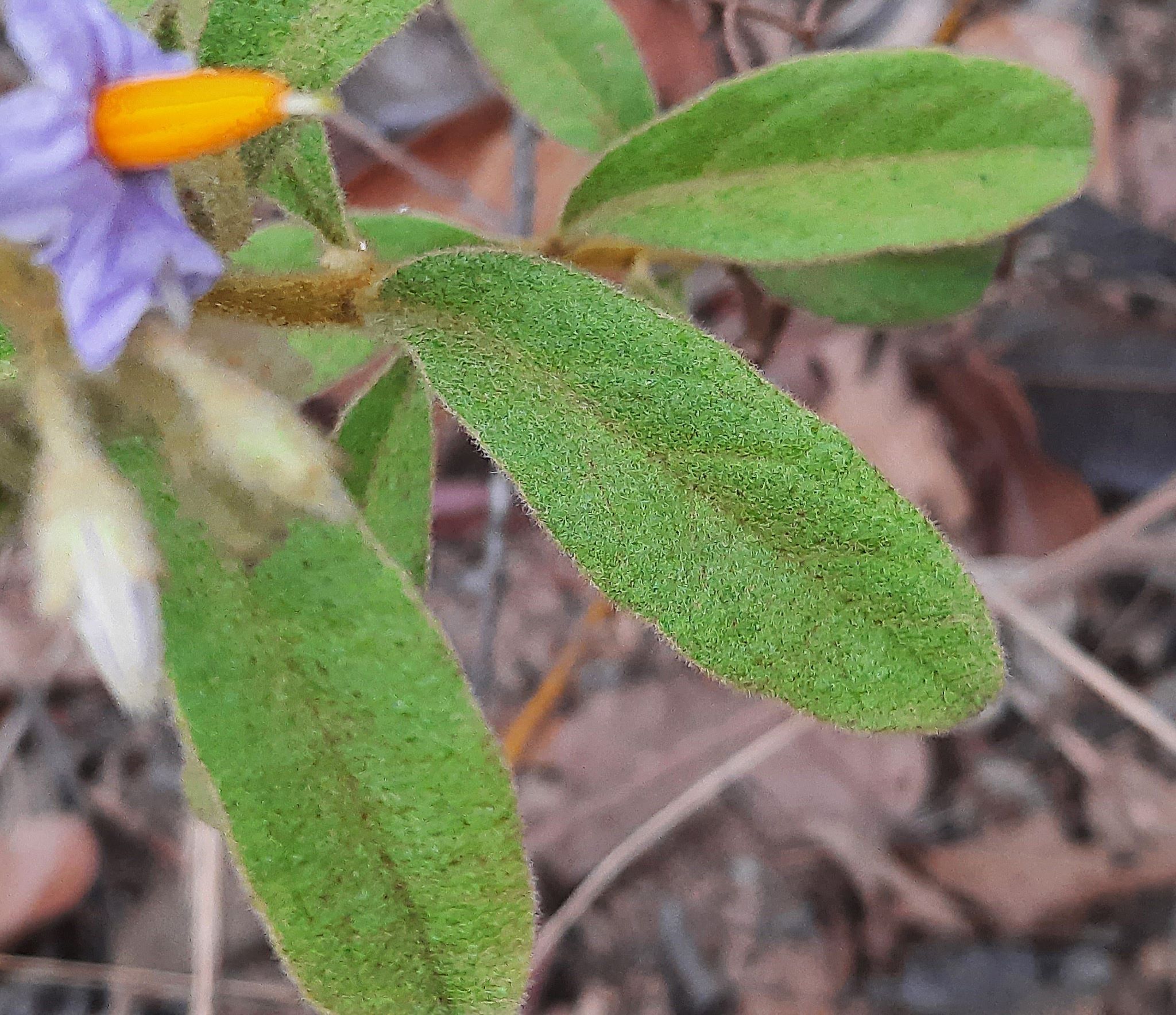 Imagem de Solanum subumbellatum