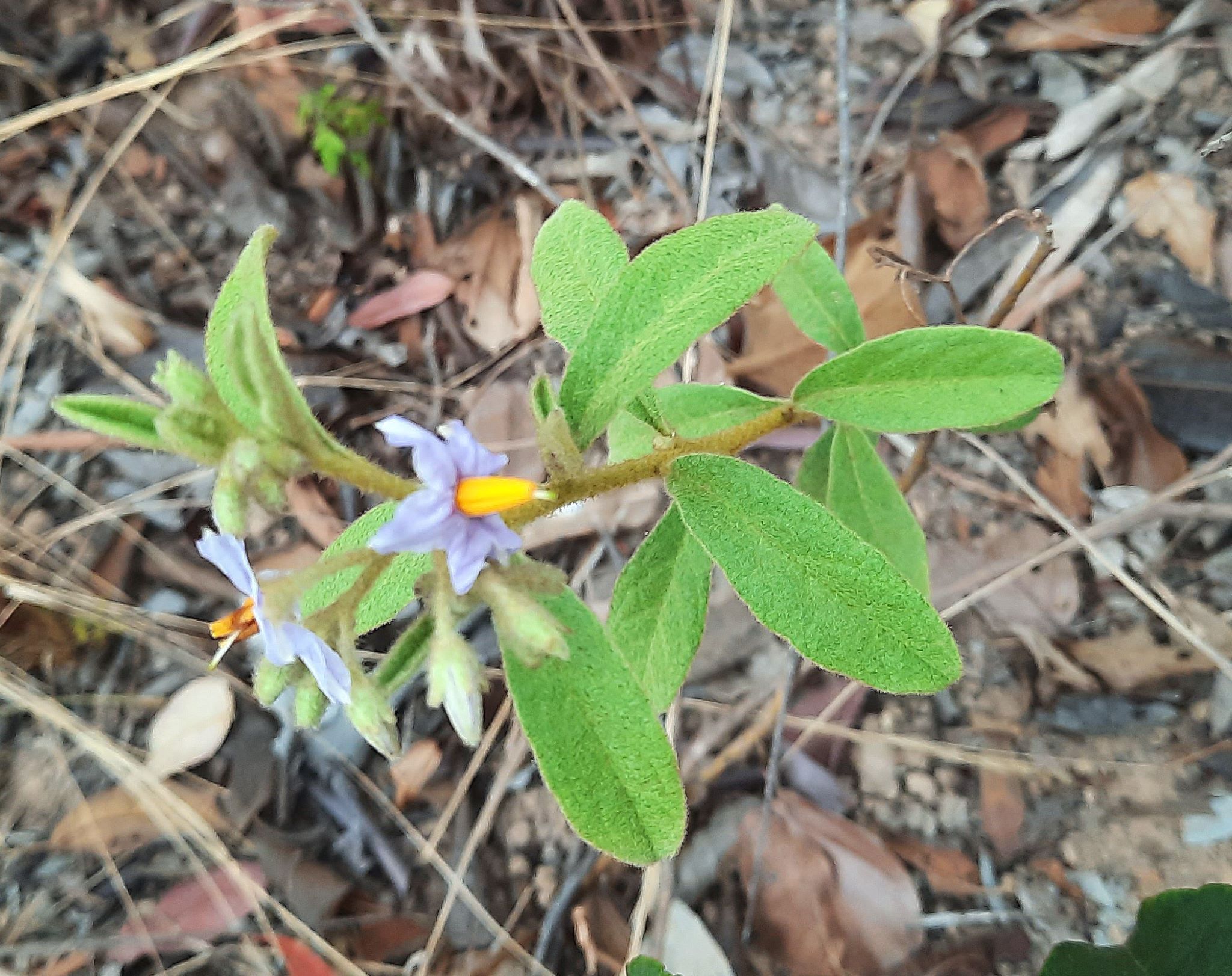 Imagem de Solanum subumbellatum