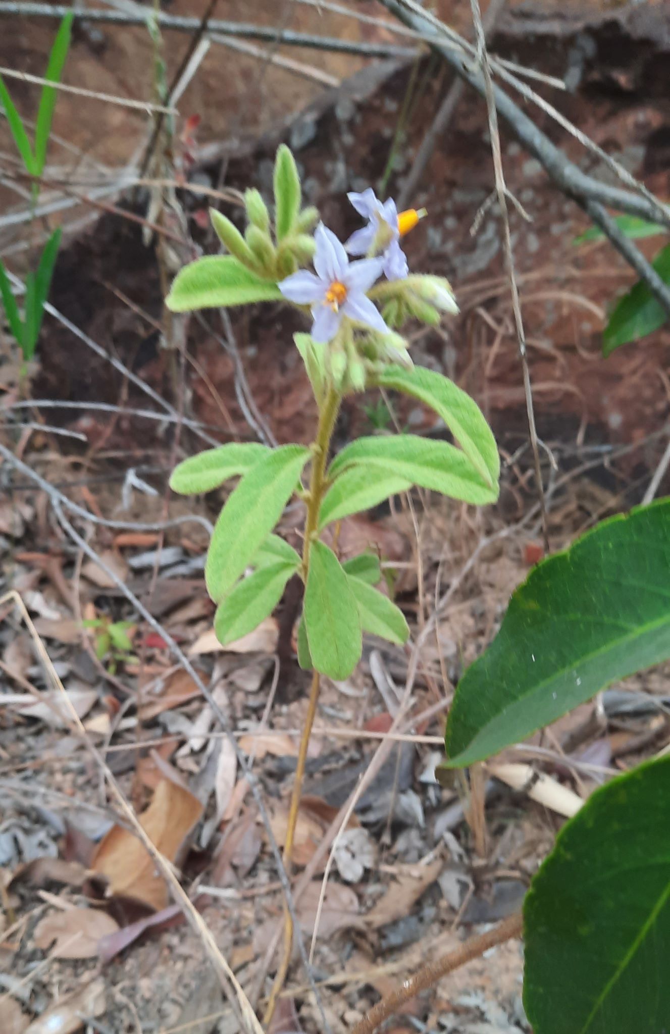 Imagem de Solanum subumbellatum