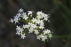 Valeriana uliginosa