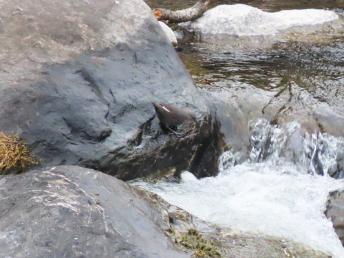 Rufous-throated Dipper (Cinclus schulzii), photo 3