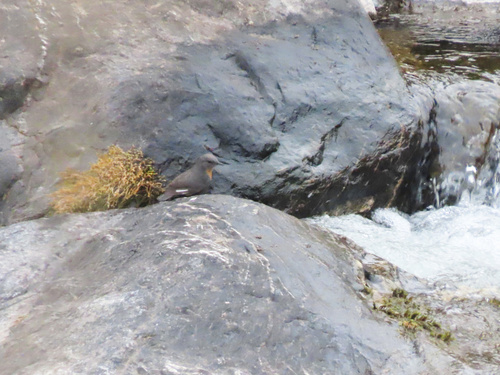 Rufous-throated Dipper (Cinclus schulzii), photo 2